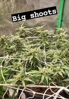 Big Shoots